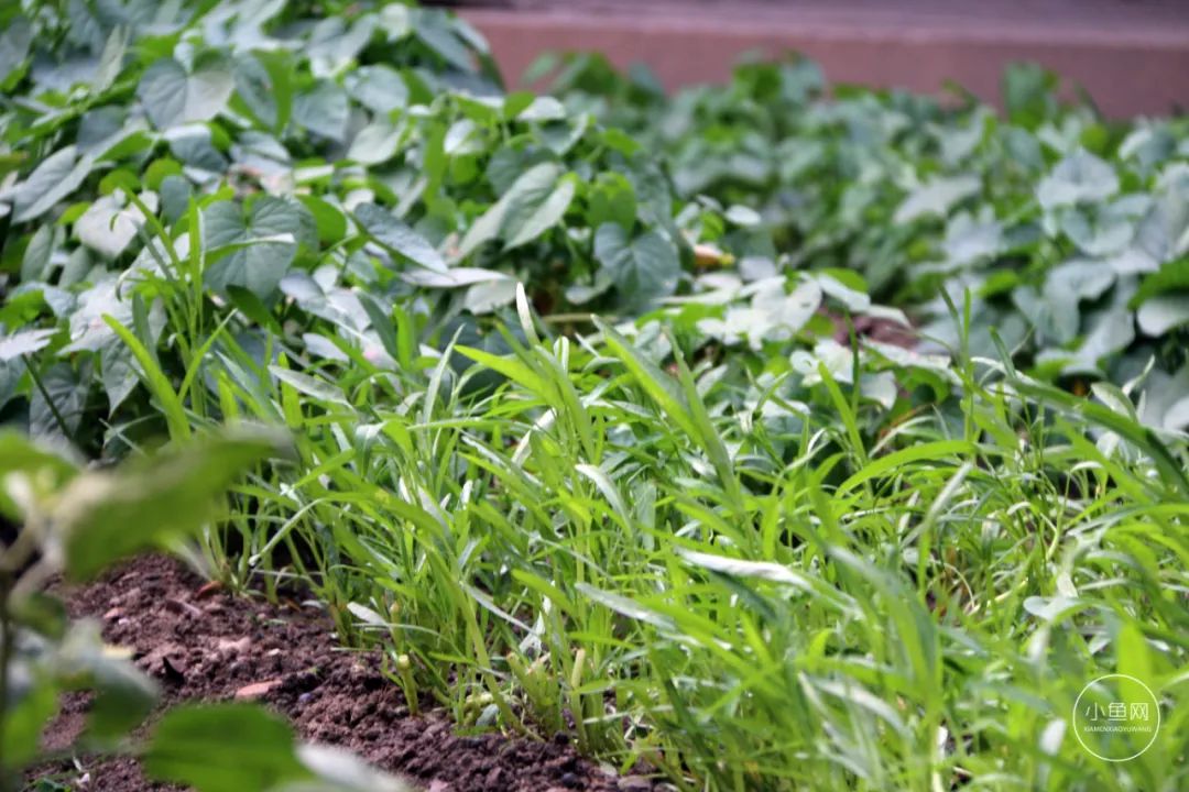 廈門別墅裝修公司_廈門別墅設(shè)計公司_廈門別墅裝飾