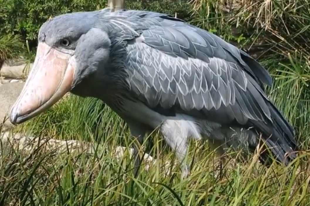 鯨鳥冬季購物熱，轉(zhuǎn)運(yùn)隔岸送溫暖_鯨鳥冬季購物熱，轉(zhuǎn)運(yùn)隔岸送溫暖_