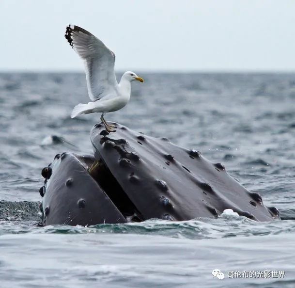 鯨鳥冬季購物熱，轉(zhuǎn)運(yùn)隔岸送溫暖__鯨鳥冬季購物熱，轉(zhuǎn)運(yùn)隔岸送溫暖