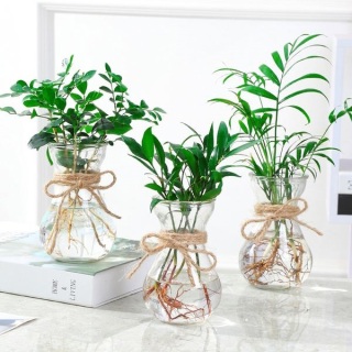 廈門(mén)辦公室綠植養(yǎng)護(hù)有什么技巧？