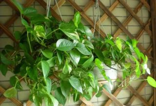 廈門(mén)辦公室綠植怎么選？適合擺放辦公室的6大類(lèi)綠植！