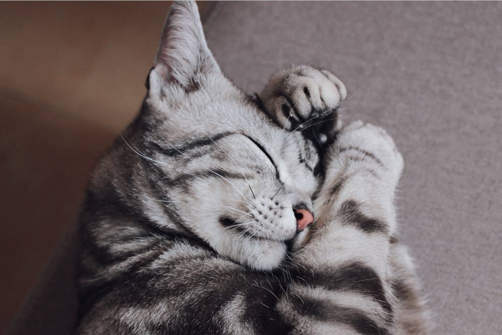 廈門(mén)有家裝飾799套餐_廈門(mén)有家裝修_廈門(mén)有家裝修公司怎么樣