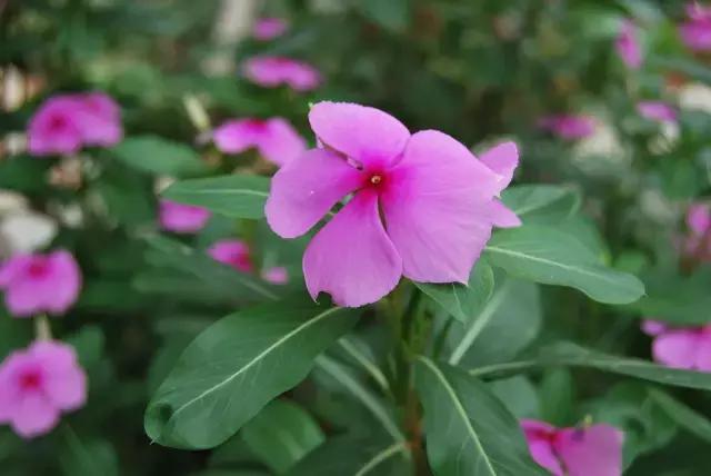 廈門(mén)院子裝修_廈門(mén)院子_廈門(mén)院子的房子如何