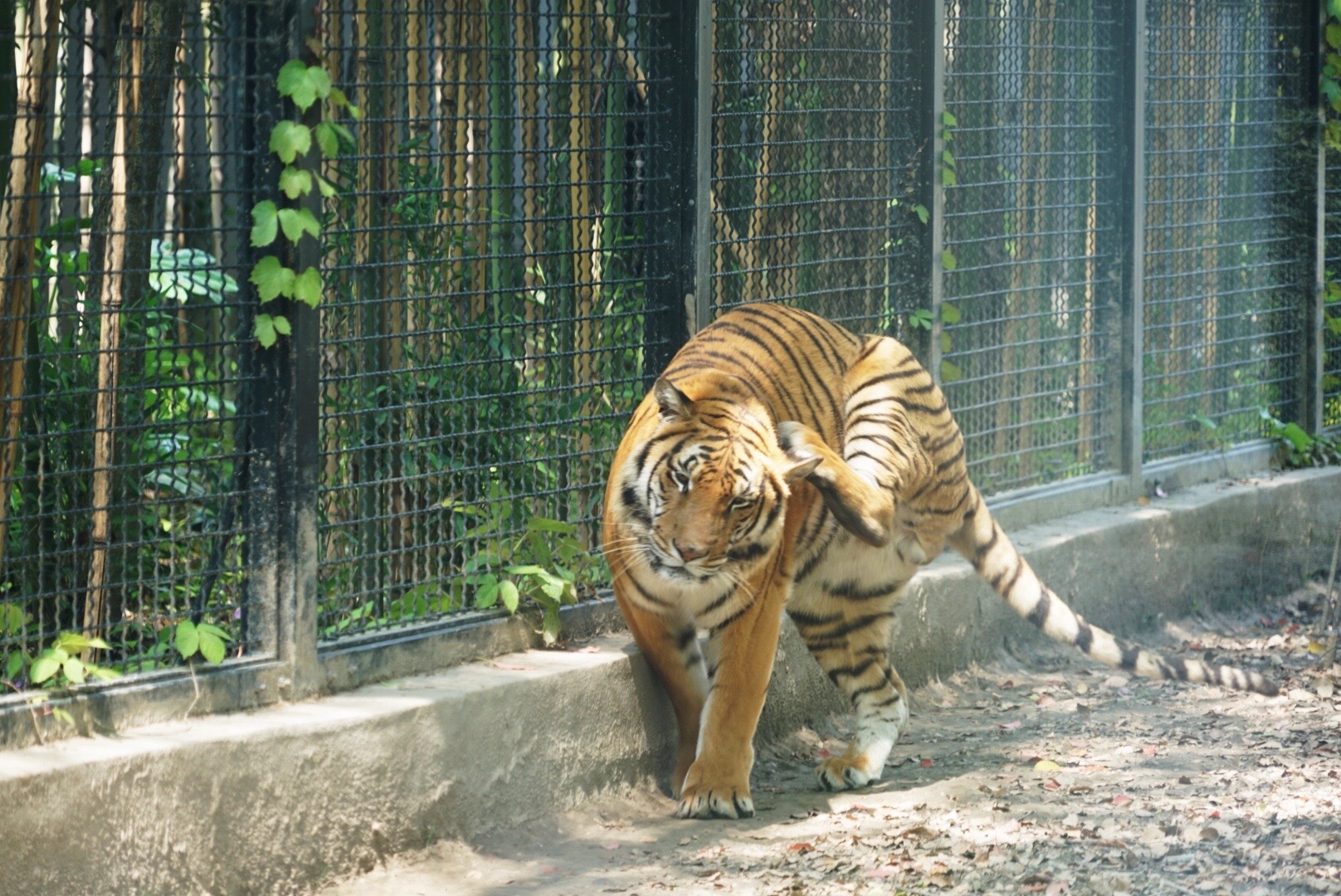 廈門裝飾裝修_廈門點維裝飾_廈門裝修裝飾公司