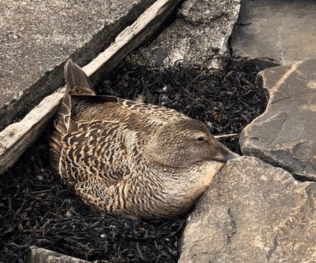 寒冬將至，冰島雁鴨絨供不應求年產量僅3000公斤，King Eider冰島雁鴨絨珍奢床品帶來溫暖好眠