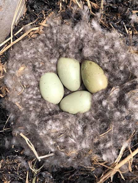 寒冬將至，冰島雁鴨絨供不應求年產量僅3000公斤，King Eider冰島雁鴨絨珍奢床品帶來溫暖好眠