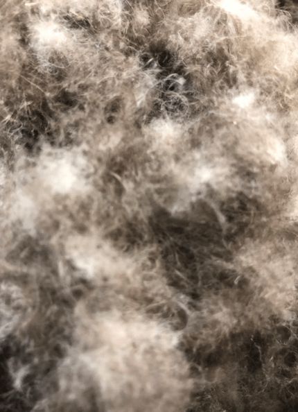 寒冬將至，冰島雁鴨絨供不應求年產量僅3000公斤，King Eider冰島雁鴨絨珍奢床品帶來溫暖好眠