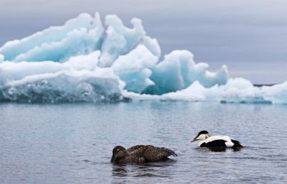 寒冬將至，冰島雁鴨絨供不應求年產量僅3000公斤，King Eider冰島雁鴨絨珍奢床品帶來溫暖好眠