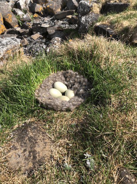 寒冬將至，冰島雁鴨絨供不應求年產量僅3000公斤，King Eider冰島雁鴨絨珍奢床品帶來溫暖好眠